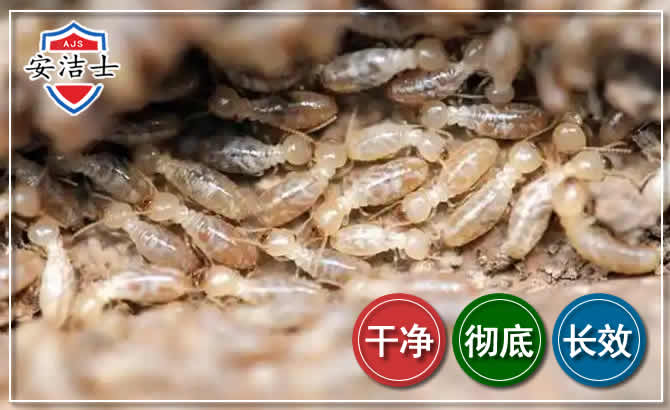 温州白蚁防治