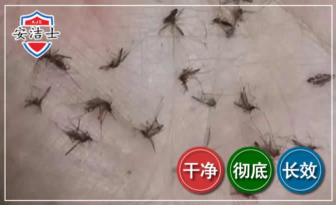 温州蚊子防治-灭蚊