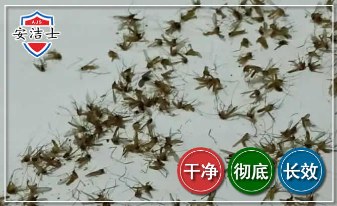 温州苍蝇防治-灭蝇