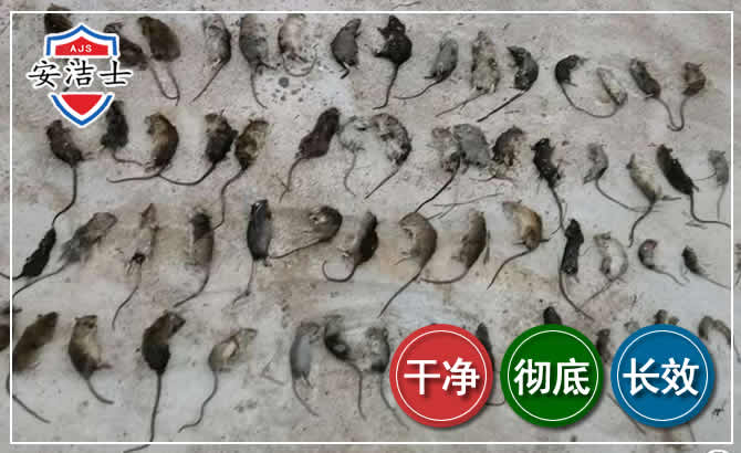 温州鼠害防治-灭鼠