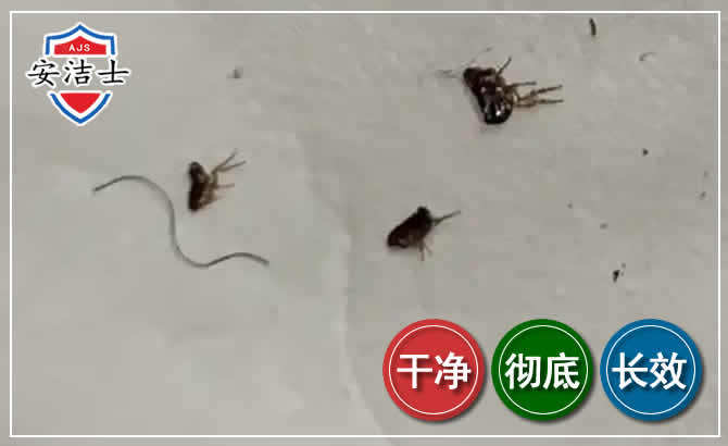 温州跳蚤防治-灭跳蚤
