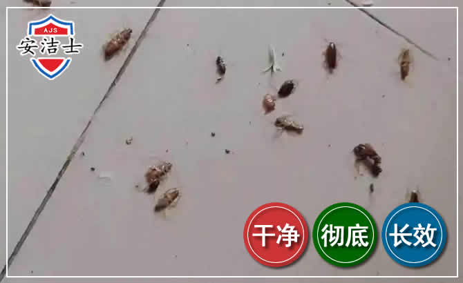 温州蟑螂防治-灭蟑螂