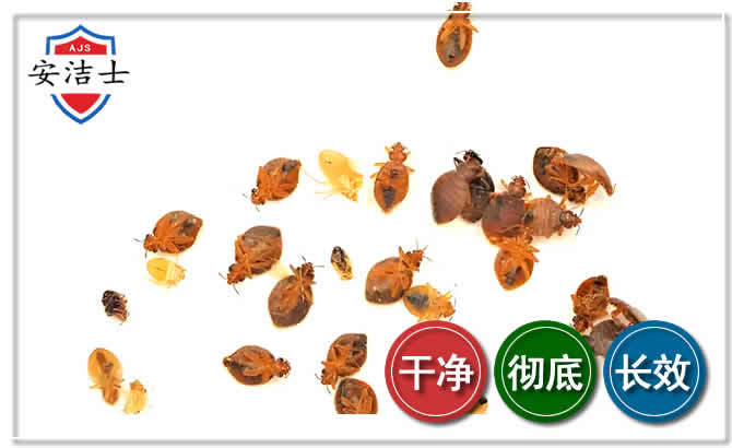 温州臭虫防治-消灭臭虫